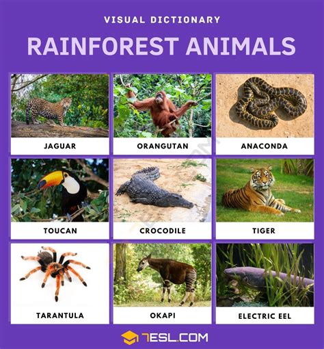 names  rainforest animals