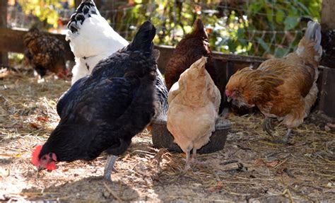 beginner s equipment guide to raising chickens for eggs
