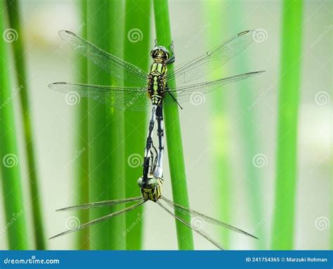 Dragonfly Is Mating On A Branch Stock Image Image Of Formation