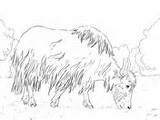 Yak Coloring Pages Grazing sketch template