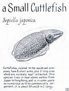 Afbeeldingsresultaten voor Sepiella japonica Stam. Grootte: 142 x 185. Bron: www.pinterest.com
