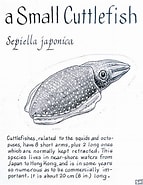 Afbeeldingsresultaten voor Sepiella japonica Stam. Grootte: 143 x 185. Bron: www.pinterest.com