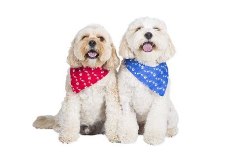 personalised neckerchief  idpet dogslifemag dogproducts