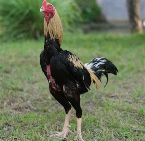 jenis jenis ayam bangkok berdasarkan ciri warna bulu