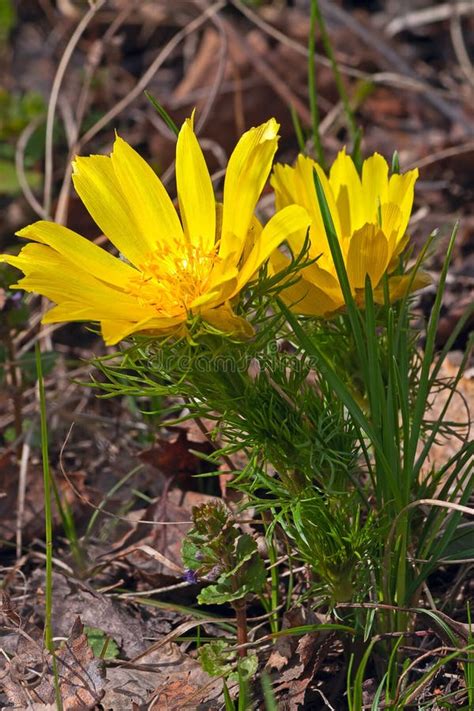 yellow adonis stock photo image  leaves botany russia