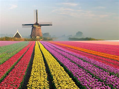 places   straight   fairy tales dutch windmills tulip fields netherlands