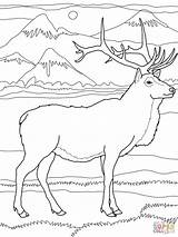 Elk Wapiti Supercoloring Reindeer Justcoloringbook Coloringhome sketch template