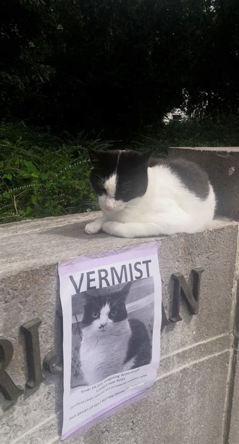 dumpert vermiste poes uit zwolle