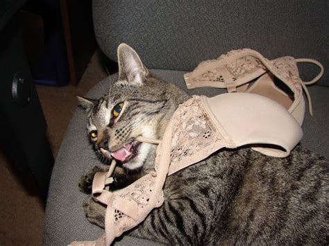 cat got your bra replace those chewed on bras at linda s