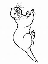Otter Sea Coloring Drawing Drawings Pages Kids Simple Template Line Animal Templates Otters Printable Baby Getdrawings Sketches Embroidery Animals Designlooter sketch template