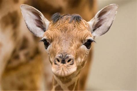 beeld babygirafje met hartje op de bil geboren  planckendael baby animals pictures cute