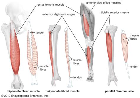 leg muscle anatomy qiuz