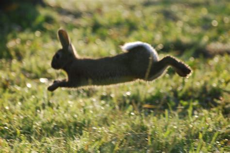 le lapin de garenne le lapin de garenne oryctolagus cun flickr