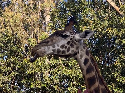 masai giraffe giraffa tippelskirchi zoochat