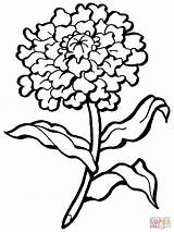 Flower Carnation Coloring Pages Printable Drawing Silhouettes sketch template