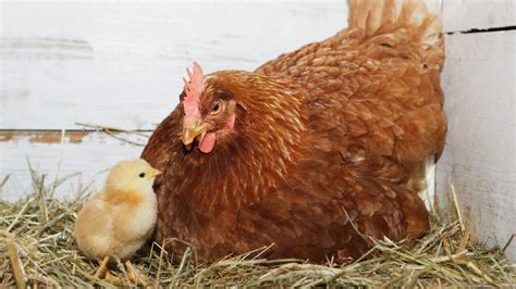 Hühner Die Glucke Hühner Haustiere Natur Planet Wissen