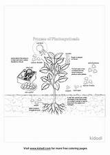 Photosynthesis sketch template
