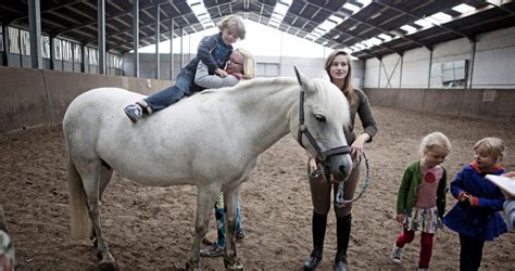 originele overnachting op een paardenmelkerij dingenzoekers horses kids animals boys