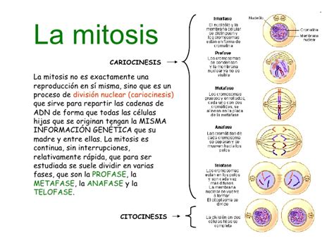 Cuadros Comparativos Entre Mitosis Y Meiosis Cuadro
