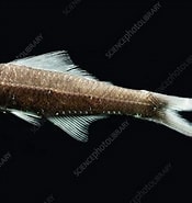 Afbeeldingsresultaten voor "notoscopelus Caudispinosus". Grootte: 175 x 185. Bron: www.sciencephoto.com
