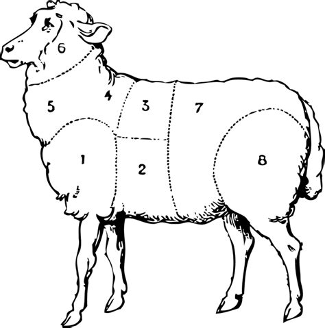 lamb meat classification  vector graphic  pixabay