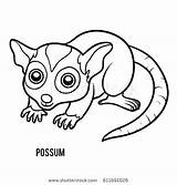 Possum Opossum Coloring Drawing Children Pages Colouring Book Australian Getdrawings Stock Vector Drawings Getcolorings Paintingvalley Clipartmag Shutterstock Royalty sketch template