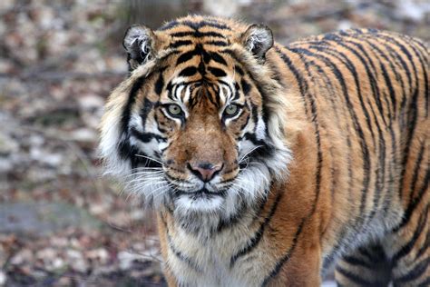 sumatran tiger wallpapers images  pictures backgrounds