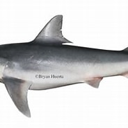 Afbeeldingsresultaten voor "carcharhinus Isodon". Grootte: 184 x 152. Bron: shark-references.com
