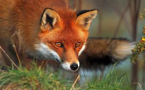 red fox animal facts  pictures  wildlife