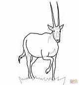 Oryx Coloring Gemsbok Arabian Pages Antelope Printable Drawing Designlooter Realistic 12kb 1200 Drawings Categories Supercoloring sketch template