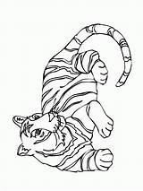 Tigre Animali Tigers Chasseur Coloriagede Colorear Chasse Dibujosparaimprimir Trujillo Coloringhome Camila Gabriela Estudiantes sketch template