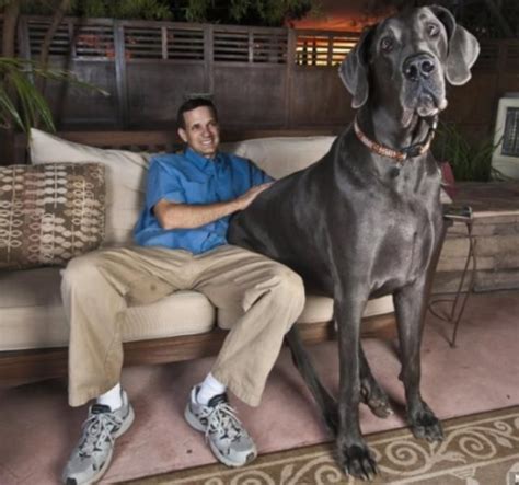 worlds biggest dog wonders book worlds biggest dog george  pound great dane