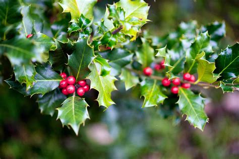 types  holly plants