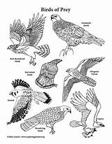 Coloring Prey Birds Pages Bird Animals Drawing Forest Draw Graphics Recommended Books Exploringnature sketch template