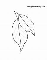 Coloring Leaves Leaf Pages Palm Printable Autumn Print Large Fall Branch Maple Color Flower Sheets Library Clipart Line Comments Kids sketch template