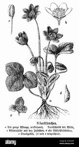 Hepatica Liverwort Nobilis Anemone Triloba Syn sketch template