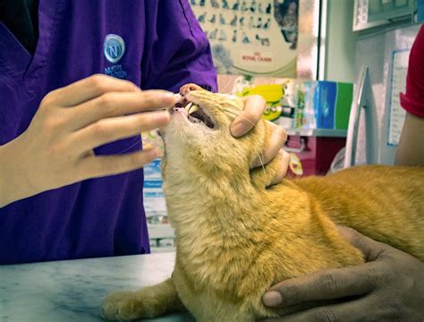 give medicine   cat     difficult cat petful