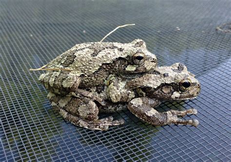 gray tree frogs learn  nature