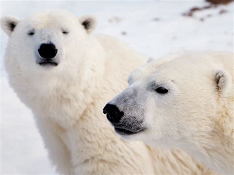Grizzlies And Polar Bears Are Mating For An Alarming Reason 15 Mi