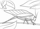 Katydid Saltamontes Cavalletta Insects Insect Mantis Stain Body Arthropods Imprimir sketch template
