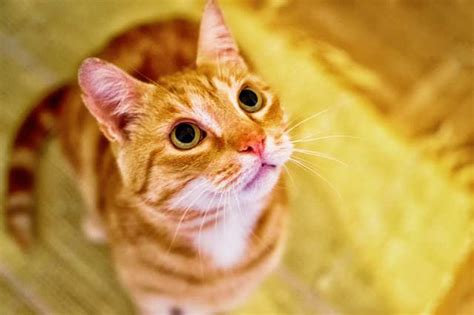 7 fun facts about orange tabby cats