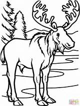 Moose Coloring Bull Pages Color Online Printable Sheets Colouring sketch template