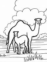 Camel Coloring Pages Kids Color Animals Printable Animal Print Books sketch template