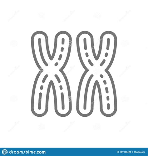 Xx Los Cromosomas Femeninos Sexo De La Mujer Genes Alinean El Icono