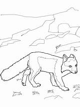 Fox Coloring Arctic Pages Polar Color Supercoloring Drawing Print Getcolorings Categories sketch template
