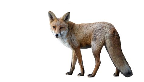 fox isolated  white  stock photo public domain pictures