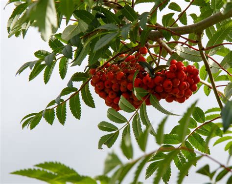 red berries  tree  stock photo public domain pictures