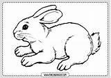 Conejo Conejos Fichas Rincondibujos sketch template