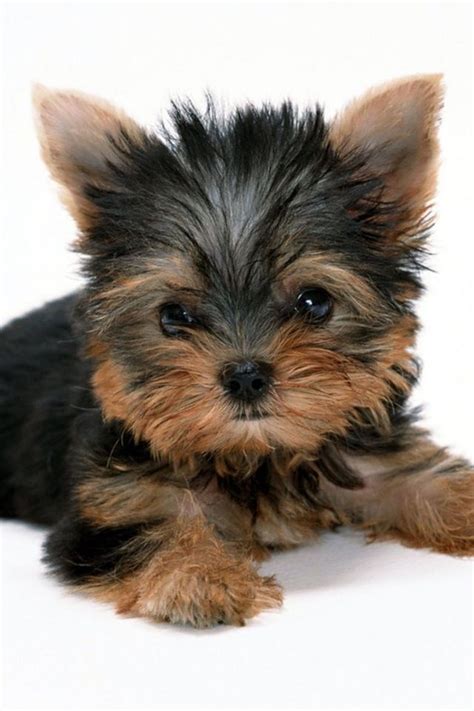 images  yorkies  pinterest yorkshire terrier dog