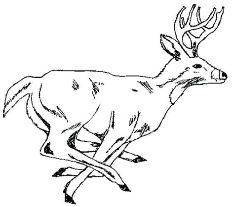 adult coloring pages deer  getcoloringscom  printable